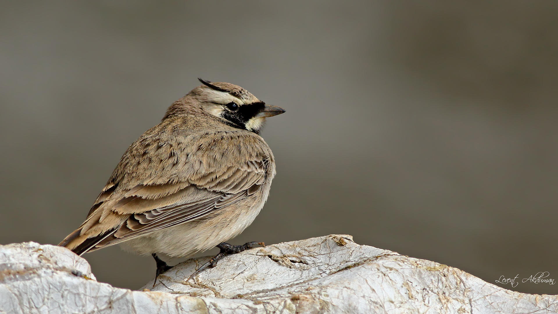Horned Lark